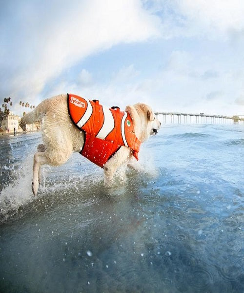 Outward Hound Fun Fish Life Jackets Dog Jacket The Pet & Tack Shop