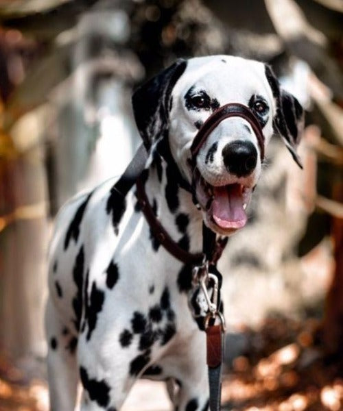 Halti Optifit Headcollar for Dogs The Pet & Tack Shop