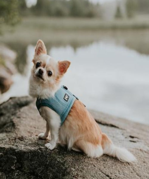 Hurtta Cooling Dog Vest The Pet & Tack Shop