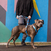 Rogz Fusion Classic Dog Lead