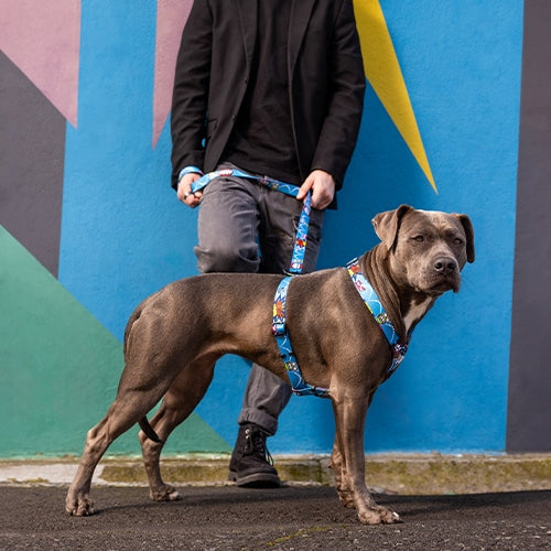 Rogz Fusion Classic Dog Lead