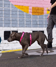 Rogz  Fusion Classic Harness for Dogs