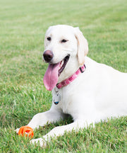 Chuckit! Breathe Right Ball