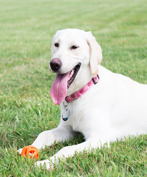 Chuckit! Breathe Right Ball