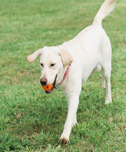 Chuckit! Breathe Right Ball