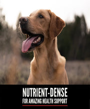 Orijen Senior Dog Food - The Pet & Tack Shop