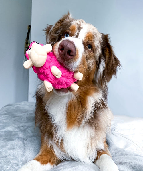 Outward Hound Tootiez Dog Toy