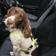 Car-Safe Seat Belt Clip