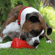 Rogz Yumz Dog Toy