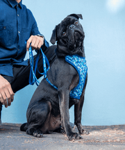 Rogz Fashion Comfy Dog Harness