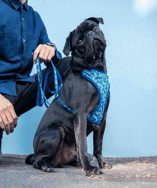 Rogz Fashion Comfy Dog Harness
