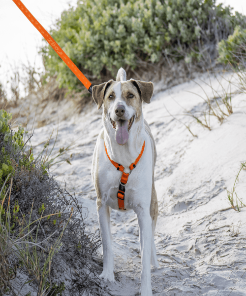 Rogz Alpinist Harness for Dogs