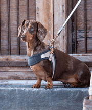 Rogz Urban Fast-Fit Harness for Dogs