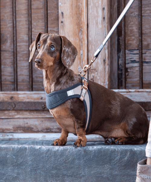 Rogz Urban Fast-Fit Harness for Dogs