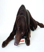 Petstages Beyond Bone Large Dog Toy - Pet Mall