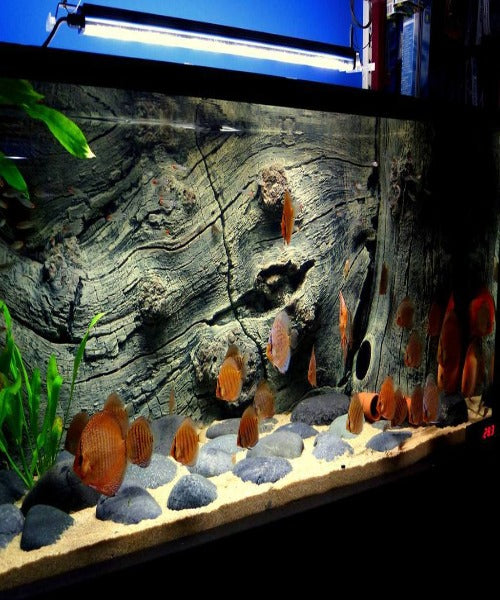 Back To Nature Orinoco Juwel Aquarium Background – The Pet & Tack Shop