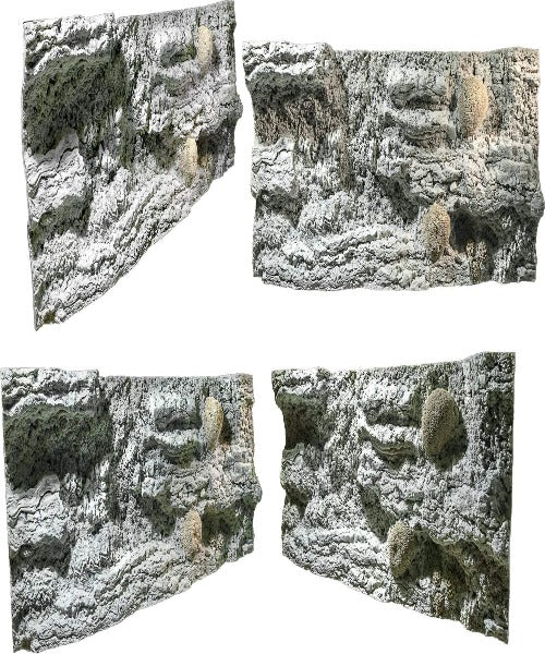 Back To Nature Reef Aquarium Background