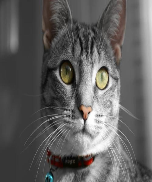 ROGZ AlleyCat Cat Collar - Pet Mall