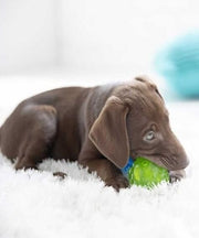 JW Hedgehog Squeak-ee Ball Puppy Toy