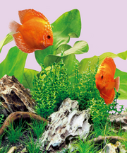 Juwel LED Colour Lighting for Aquariums