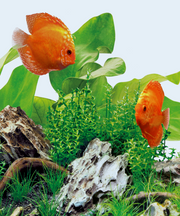 Juwel LED Day Lighting for Aquariums