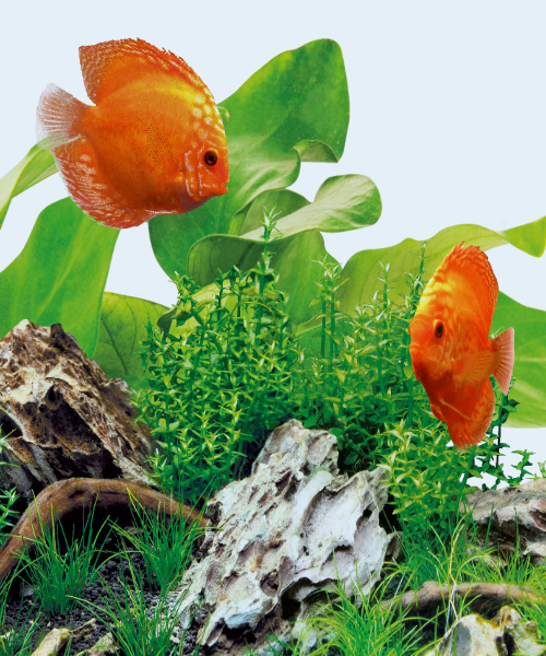 Juwel LED Day Lighting for Aquariums