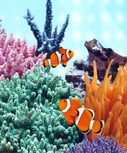 Juwel LED Marine Lighting for Aquariums