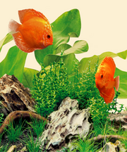 Juwel LED Nature Lighting for Aquariums