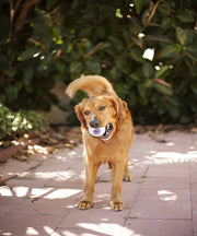 Petstages Nubbiez Treat and Squeak Ball Dog Toy - Pet Mall