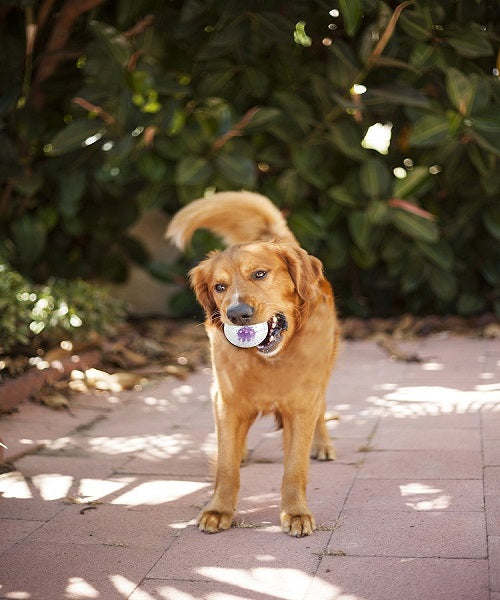 Petstages Nubbiez Treat and Squeak Ball Dog Toy - Pet Mall