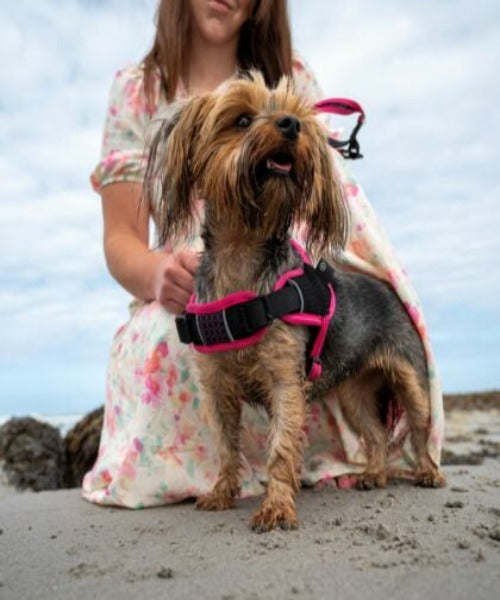 Rogz AirTech Sport Dog Harness