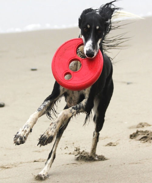 Rogz Flying Floating Frisbee Dog Toy