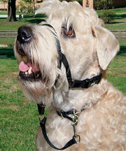 Rosewood Walk 'n Train Dog Head Halter