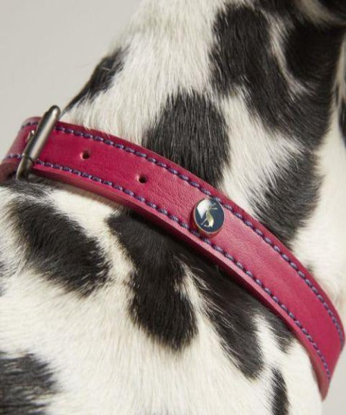 Rosewood Joules Leather Dog Collar