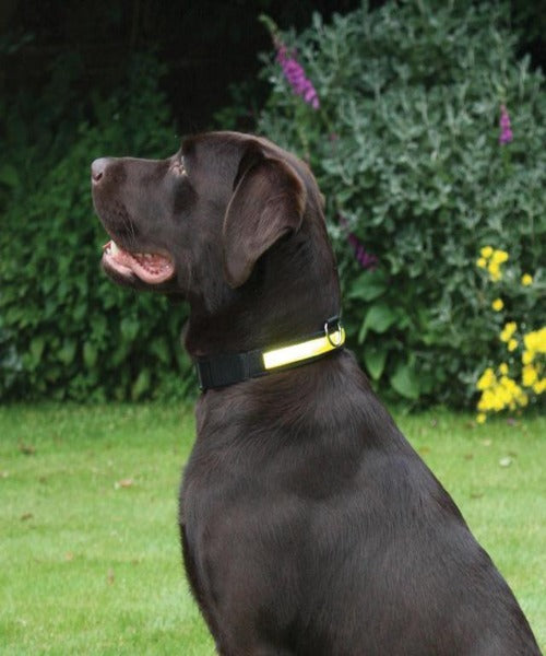 Rosewood Premium Flashing Dog Collar
