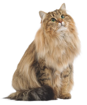 Royal Canin Instinctive Jelly Adult Cat Food 12 x 85 g - Pet Mall