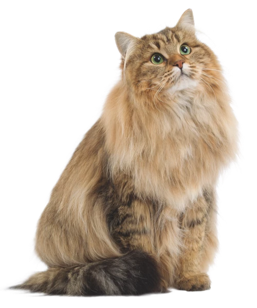 Royal Canin Instinctive Jelly Adult Cat Food 12 x 85 g - Pet Mall