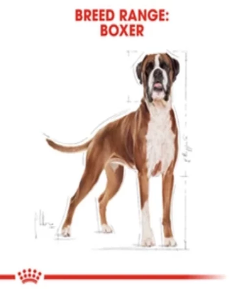 Royal Canin Boxer Adult Dog Food 12KG - Pet Mall
