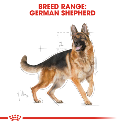 Royal Canin German Shepherd Adult Dog Food 11KG - Pet Mall 