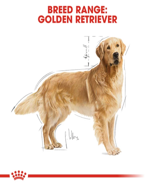 Royal Canin Golden Retriever Adult Dog Food 12KG - Pet Mall 
