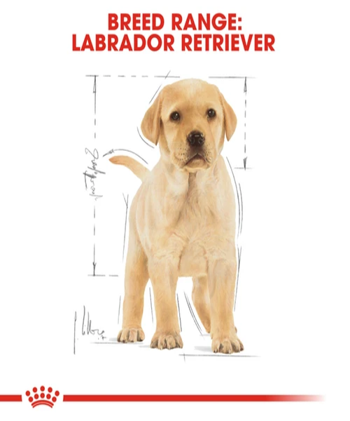 Royal Canin Labrador Retriever Junior Puppy Food 12KG - Pet Mall 