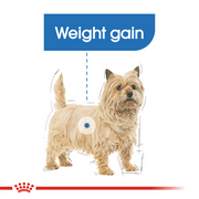Royal Canin Mini Light Weight Care Adult Dog Food 3 KG - Pet Mall 