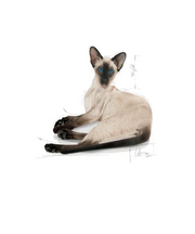 Royal Canin Siamese Adult Cat Food - Pet Mall 