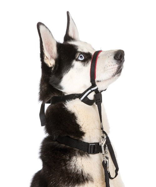 Halti Optifit Headcollar for Dogs – The Pet Tack Shop